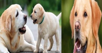 यहाँ होती दीपावली में कुत्तों की पूजा जाने क्या है, यमराज से कनेक्शन