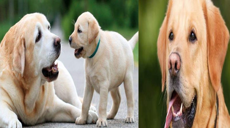 यहाँ होती दीपावली में कुत्तों की पूजा जाने क्या है, यमराज से कनेक्शन